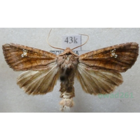 Amphipoea fucosa (Freyer, 1830) Paciepnica rdzawka Czech43k